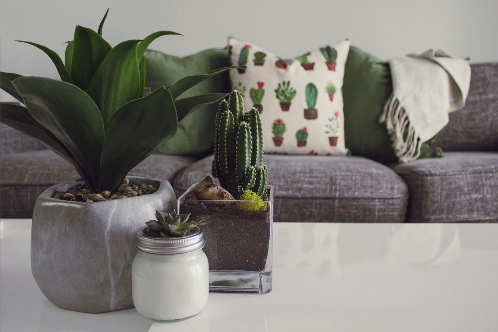 Plants really make your living room look great