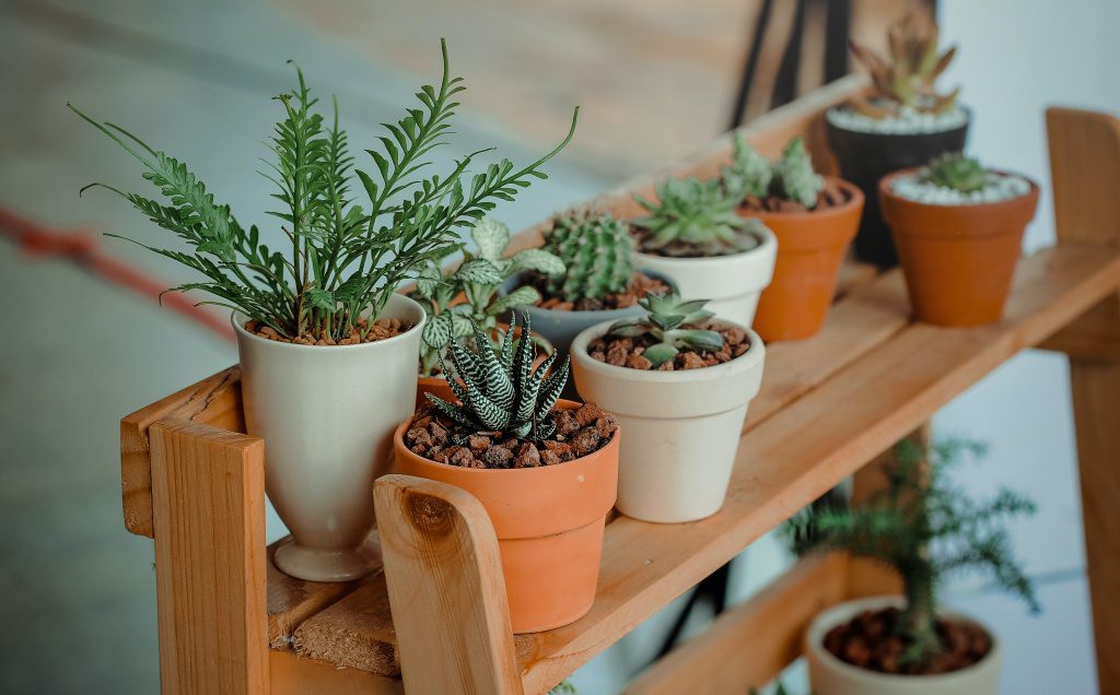 Indoor plants are a low cost way to spruce up a room and keep the mood happy