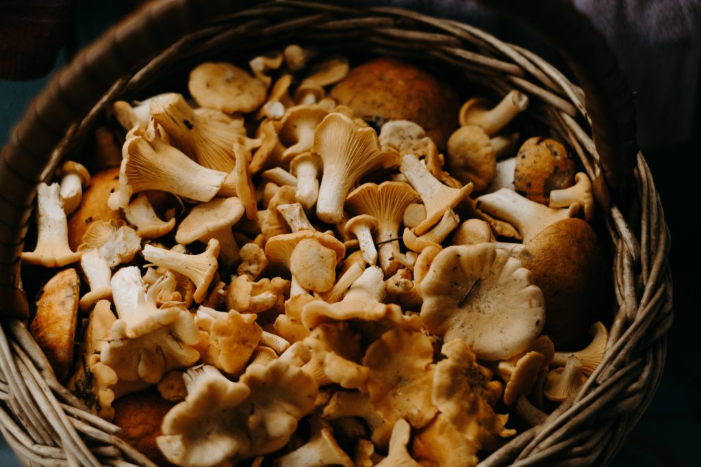 Mushrooms - 24 Harmful Foods For Pets