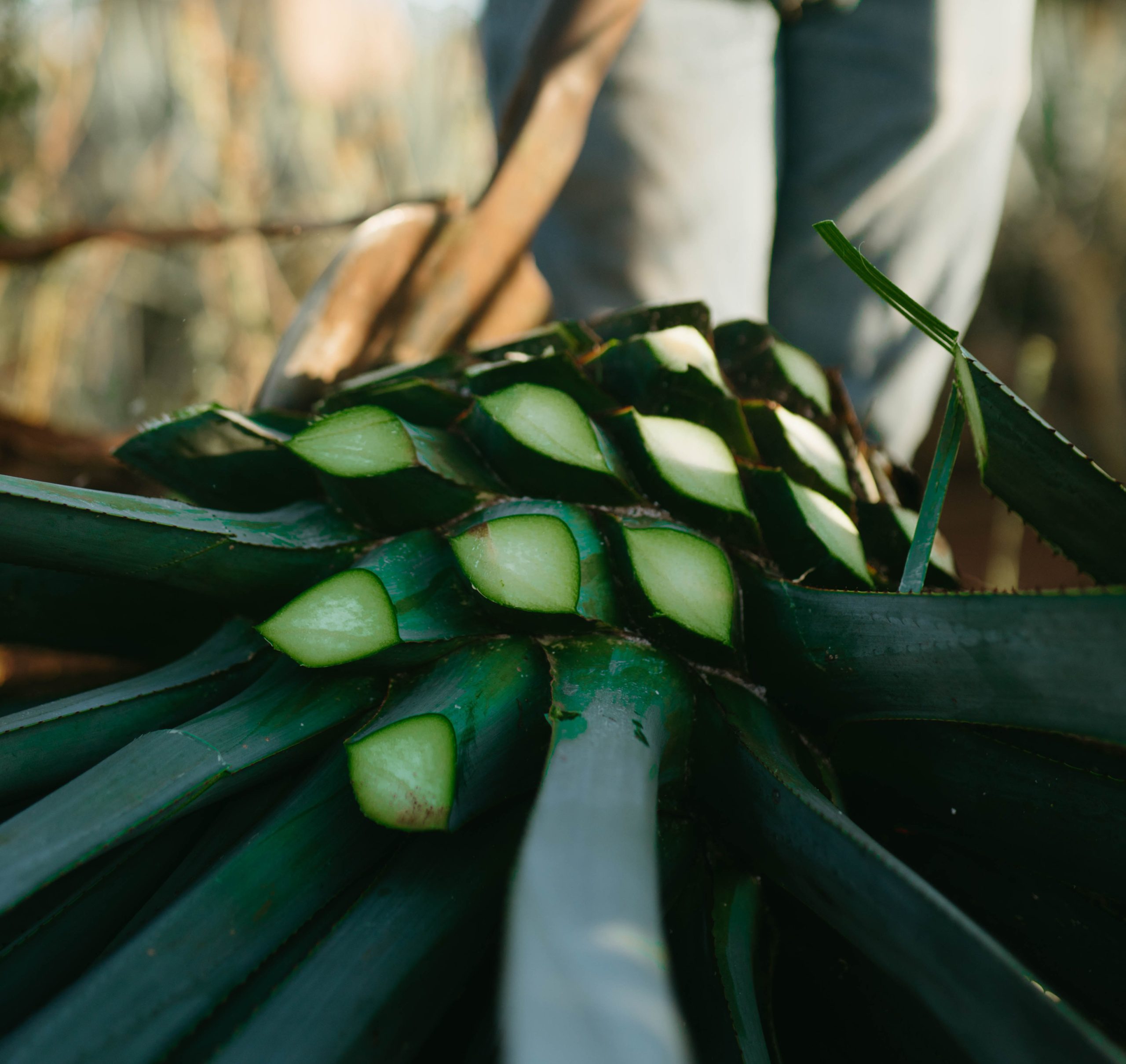 Agave Nectar - 19 Foods We Thought Were Healthy, But Aren't