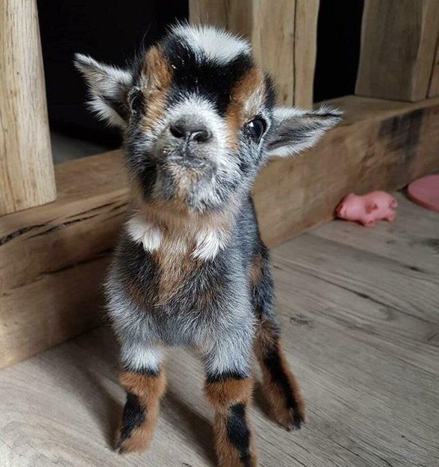 Baby Goat - Cute Animals To Make Your Day