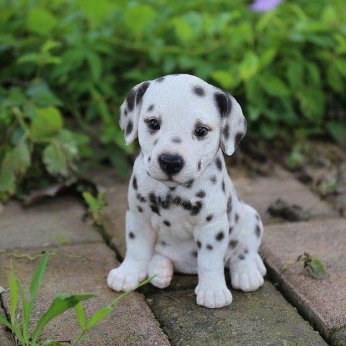 Dalmatian Puppy - Cute Animals To Make Your Day