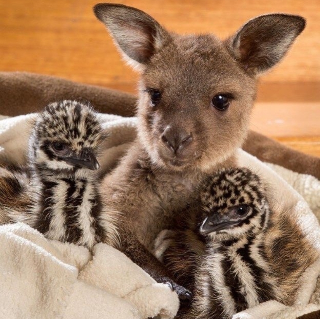 Kangaroo - Cute Animals To Make Your Day