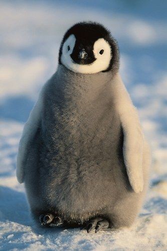 Baby Penguin - Cute Animals To Make Your Day
