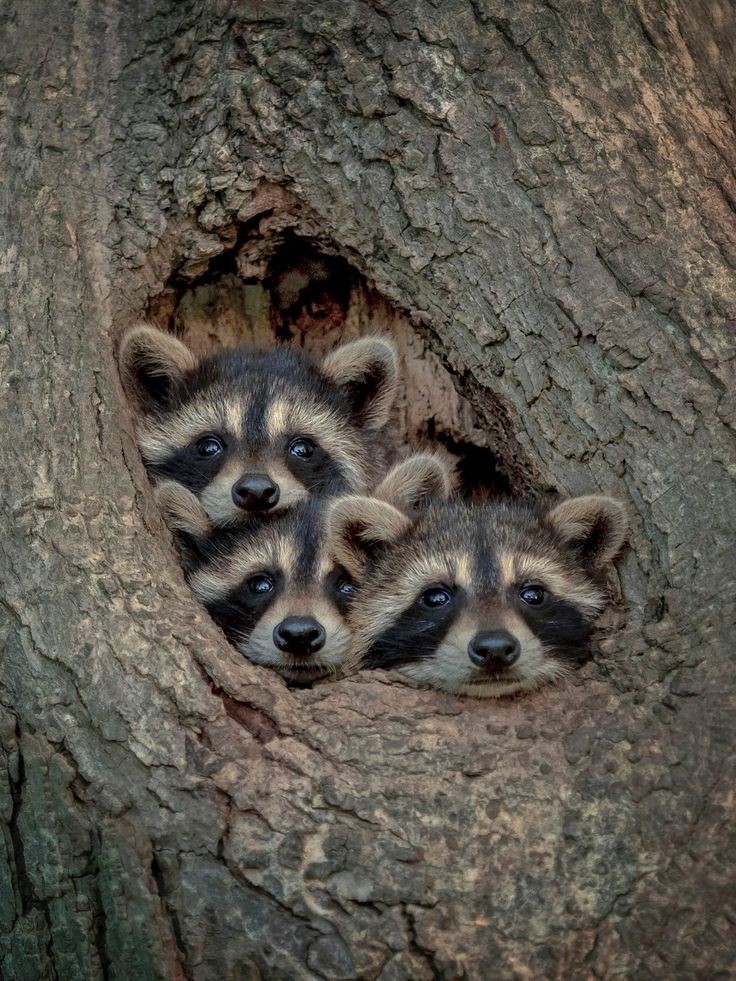 Raccoons - Cute Animals To Make Your Day
