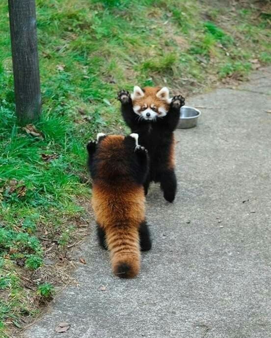 Red Panda - Cute Animals To Make Your Day