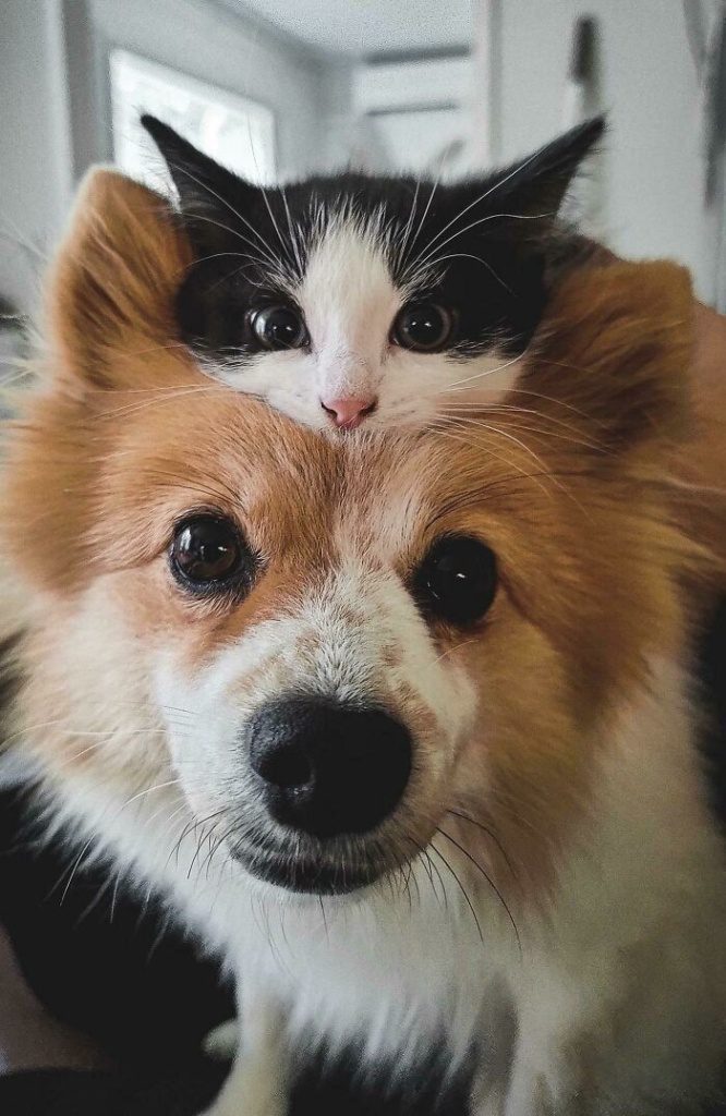 Cat and Dog - Cute Animals To Make Your Day