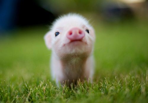 Piglet - Cute Animals To Make Your Day