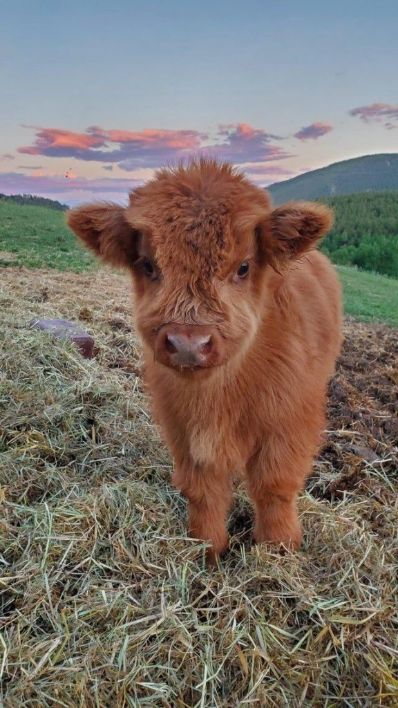 Highland Cattle - Cute Animals To Make Your Day