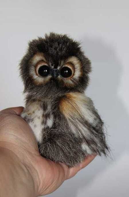 Norther Saw- Whet Owl - Cute Animals To Make Your Day