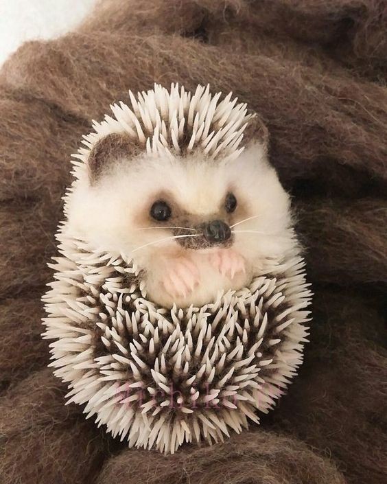 Hedgehog - Cute Animals To Make Your Day