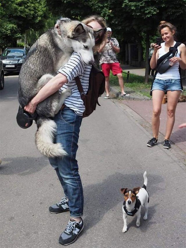 Husky Being Carried - Cute Animals To Make Your Day