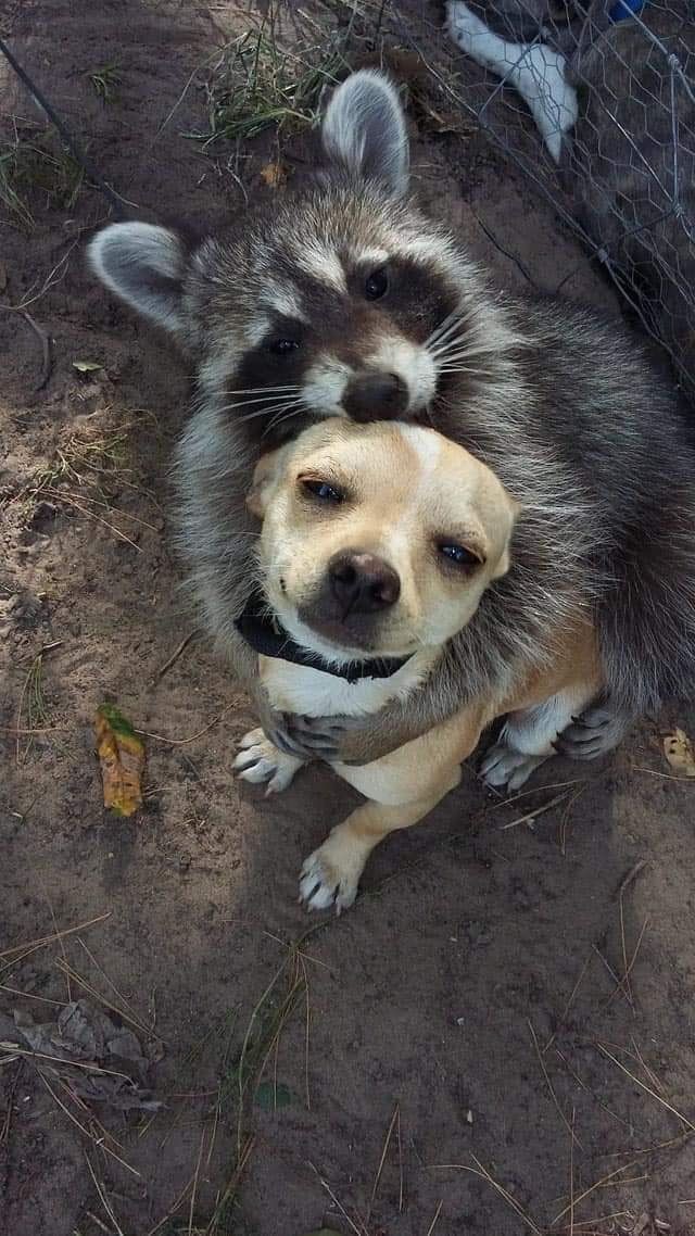 Dog and Raccoon Hugging - Cute Animals To Make Your Day