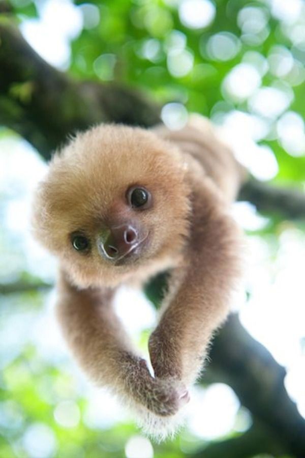 Baby Sloth - Cute Animals To Make Your Day