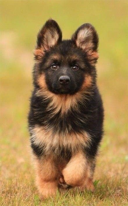 German Shepherd Puppy - Cute Animals To Make Your Day