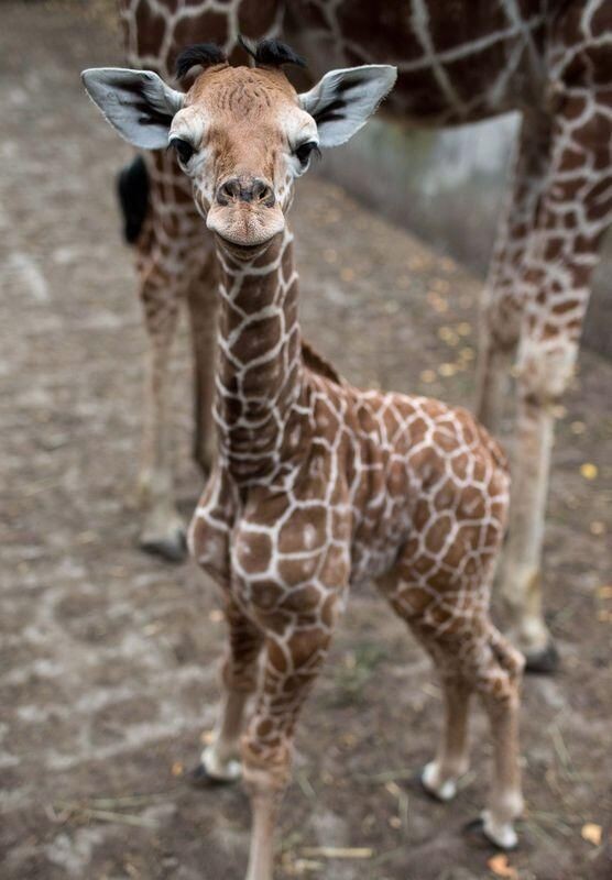 Baby Giraffe - Cute Animals To Make Your Day 