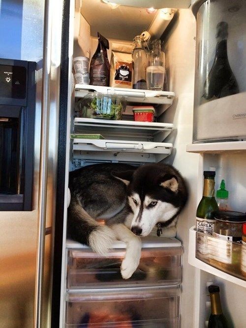 Husky in a Fridge - Cute Animals To Make Your Day