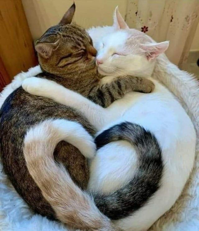 Cats Cuddling - Cute Animals To Make Your Day