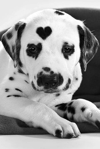 Dalmatian With Heart Shaped Spot - Cute Animals To Make Your Day