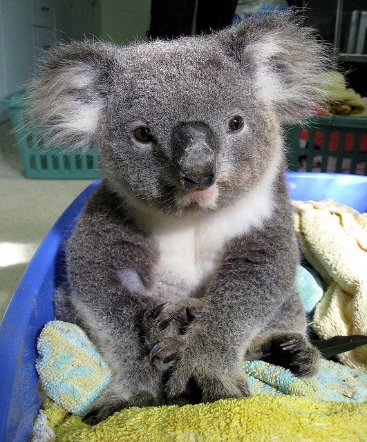 Koala - Cute Animals To Make Your Day
