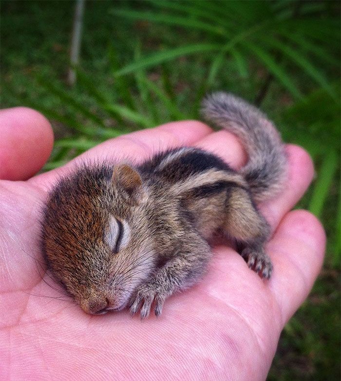 Baby Chipmunk - Cute Animals To Make Your Day