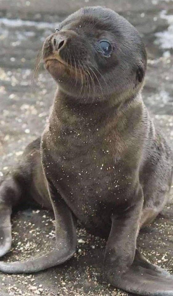 Baby Seal - Cute Animals To Make Your Day