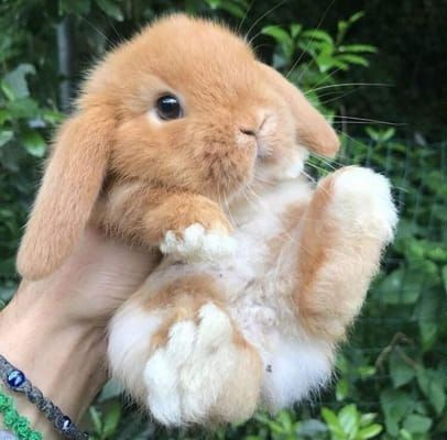 Rabbit - Cute Animals To Make Your Day
