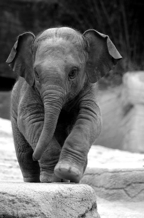 Baby Elephant - Cute Animals To Make Your Day