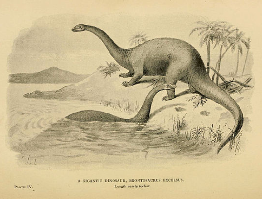 Brontosaurus - 20 Historical Facts That Aren't  Facts Afterall