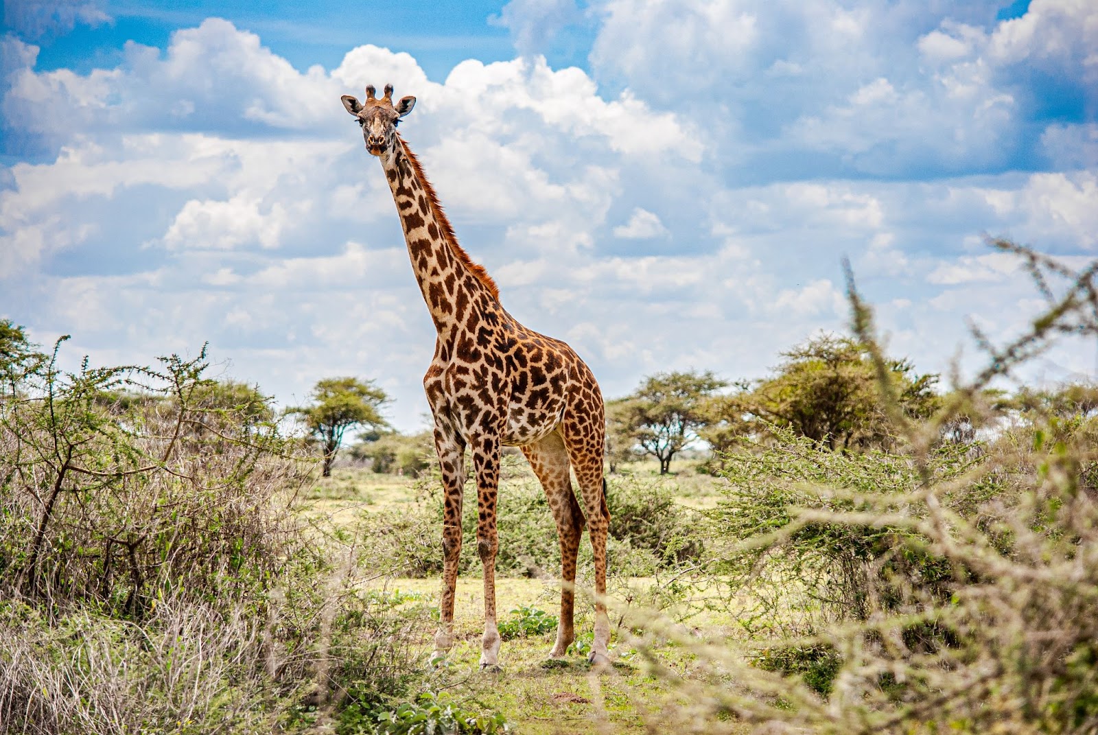 The Serengeti, Tanzania - 23 Top Sights to See Before You Die 